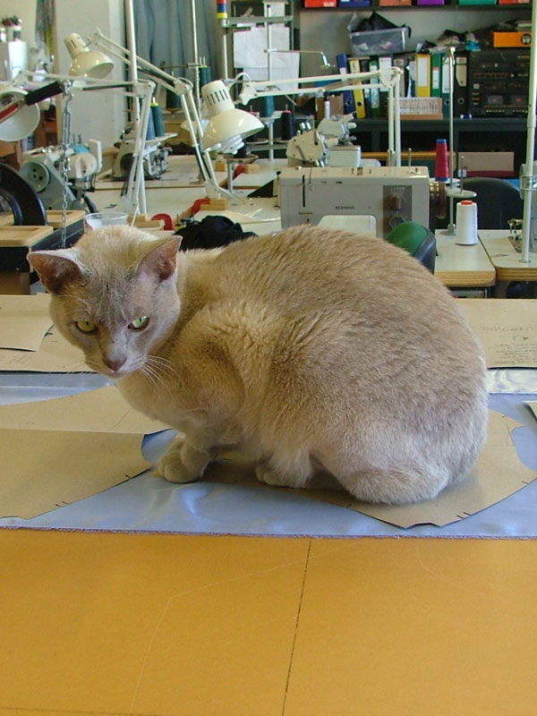 cat on workshop bench